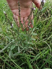 Verbenaceae