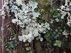Parmotrema crinitum