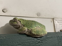 Hyla versicolor