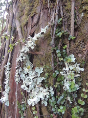 Parmotrema crinitum