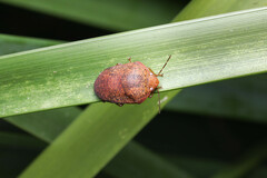 Coleotichus artensis