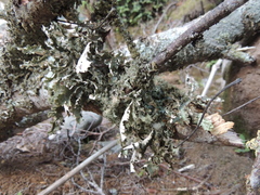 Pseudocyphellaria chloroleuca