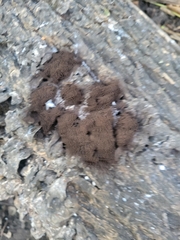 Stemonitis splendens