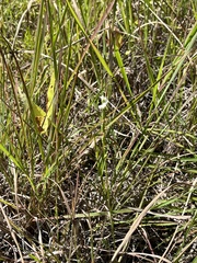 Spiranthes lacera