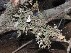 Pseudocyphellaria chloroleuca