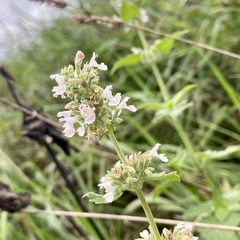 Nepeta