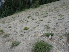 Delphinium glareosum
