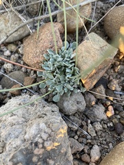 Eriogonum tenellum