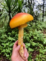 Amanita jacksonii