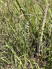 Spiranthes lacera