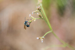Sphecidae