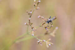 Sphecidae