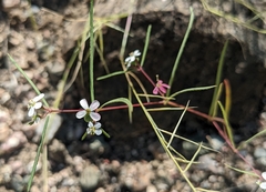 Euphorbia florida