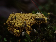 Polycephalomyces tomentosus