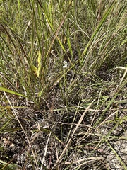 Spiranthes lacera