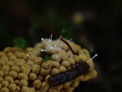 Polycephalomyces tomentosus