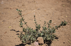 Chenopodiastrum murale