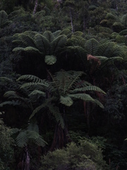 Cyathea medullaris