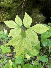 Rubus phoenicolasius