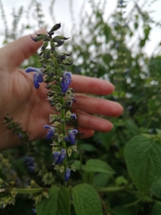 Salvia longispicata