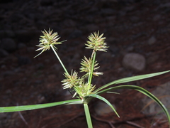 Cyperus congestus