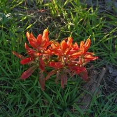 Castilleja integra