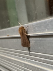 Phragmatobia