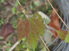 Ampelopsis glandulosa hancei