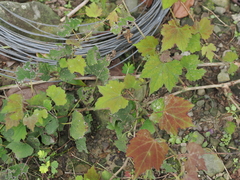 Ampelopsis glandulosa hancei