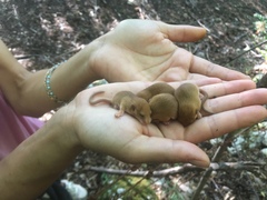 Muscardinus avellanarius