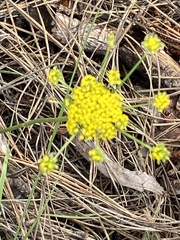 Cymopterus
