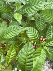 Psychotria nervosa