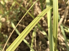 Cladium mariscus