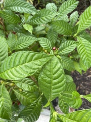 Psychotria nervosa