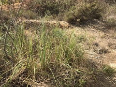 Cladium mariscus