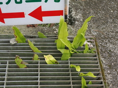 Microsorum punctatum