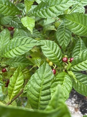 Psychotria nervosa