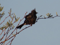 Phainopepla nitens
