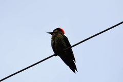 Colaptes melanochloros