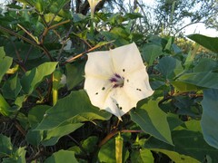 Datura discolor