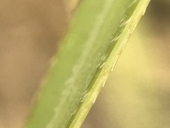 Cladium mariscus