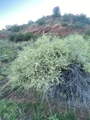 Atriplex canescens