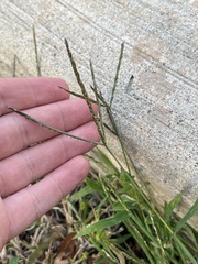 Digitaria ischaemum