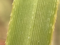 Cladium mariscus