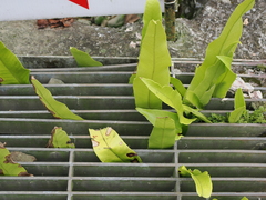 Microsorum punctatum