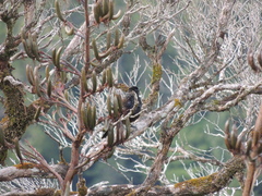 Prosthemadera novaeseelandiae novaeseelandiae