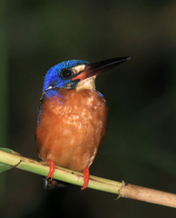 Alcedo meninting
