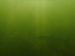 Salmo salar