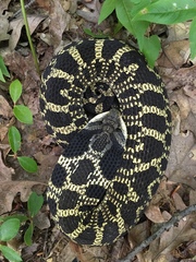 Heterodon platirhinos