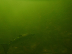 Salmo salar